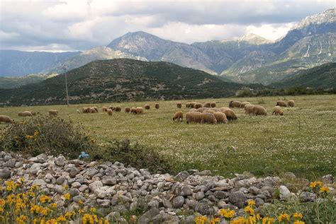 Природа Албании, флора и фауна