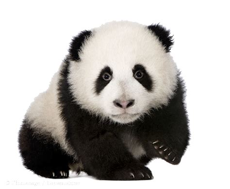 Baby Panda Png Download Image