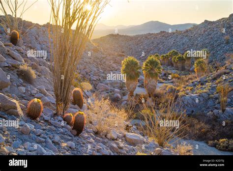 Cacti California High Resolution Stock Photography And Images Alamy