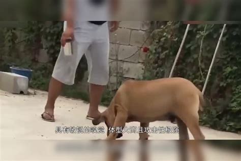 全球十大猛犬最新排名 比特犬比狮子老虎更凶残 藏獒瞬间被秒杀狮子老虎藏獒