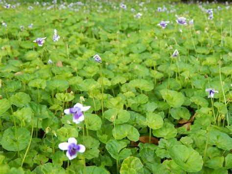Ground Cover Plant With Purple Flowers - Plant Ideas