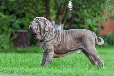 Cane Corso Great Dane Mix – A Gentle Giant Or A Danger?