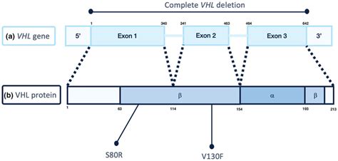 von hippellindau gene  protein structure   vhl gene