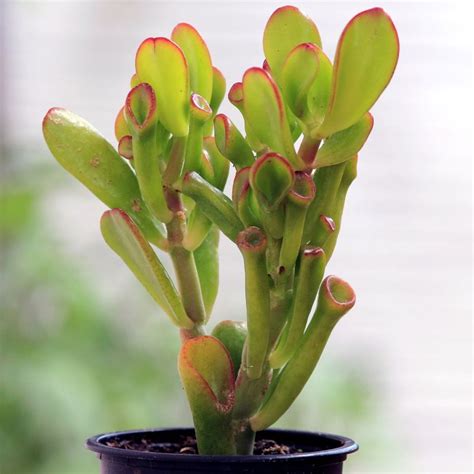 Crassula Ovata Horn Tree 5 5cm Pot Coolings Garden Centre