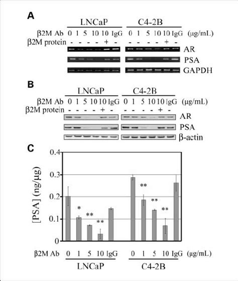 H 2M Antibody Inhibited AR And PSA MRNA And Protein Expression In Human