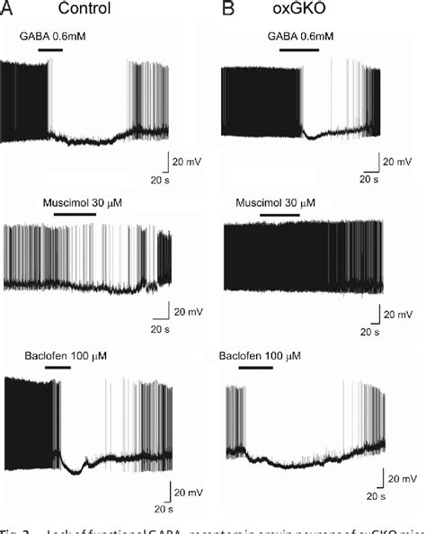 Figure From Selective Loss Of Gabab Receptors In Orexin Producing