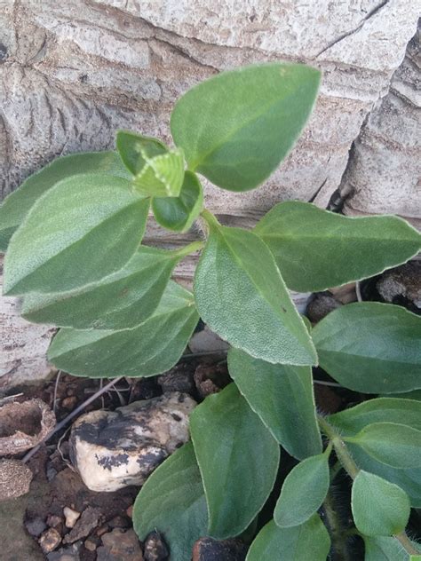 Penther Spurflower From Carletonville 2499 South Africa On December