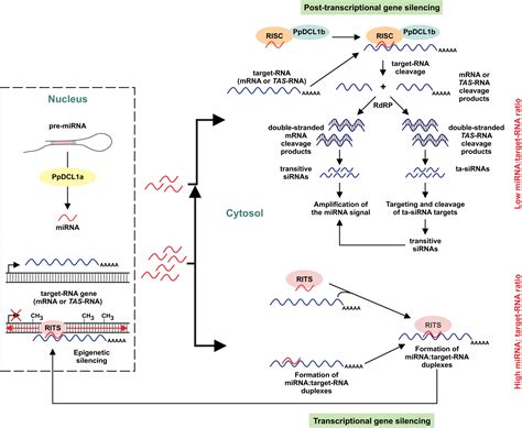 Transcriptional Control Of Gene Expression By Micrornas Cell