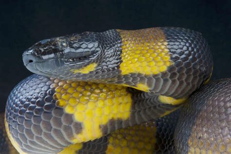 Bismarck Ringed Python A Z Animals