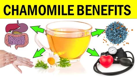 10 Unbelievable Benefits Of Chamomile Tea Plant And Oil For Skin Hair