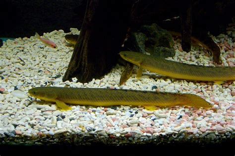 Polypterus Buettikoferi