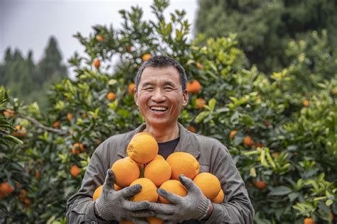 重庆奉节：一颗脐橙串起“甜蜜产业” 农旅电商助力乡村振兴重庆市新浪新闻