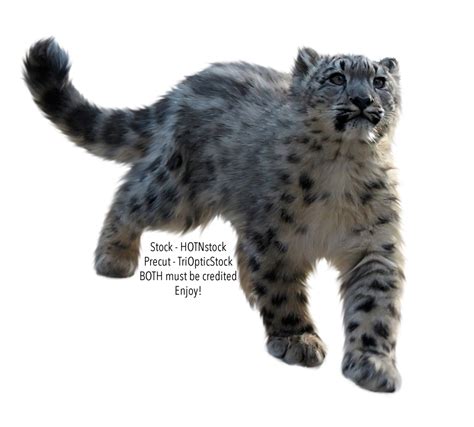 Snow Leopard Png Transparent Snow Leopardpng Images Pluspng