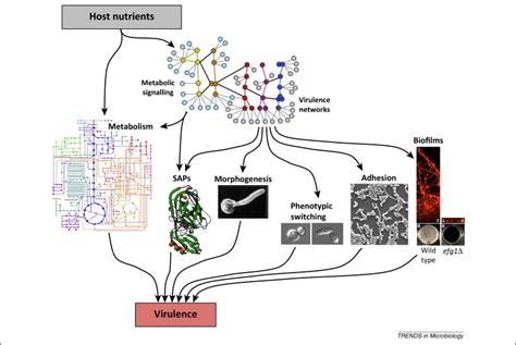 Nutrients Influence The Expression Of Key Virulence Factors In Candida