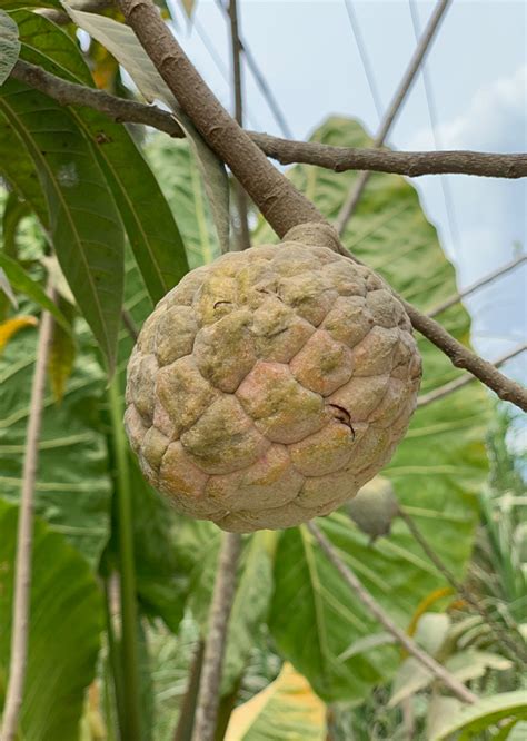 Annona Reticulata