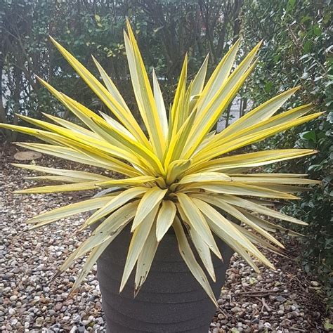 Yucca Gloriosa Bright Star Variegated Adams Needle