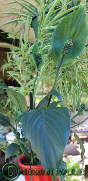 Daylilies In Australia Peace Lily Plants Growing And Caring Peace Lily