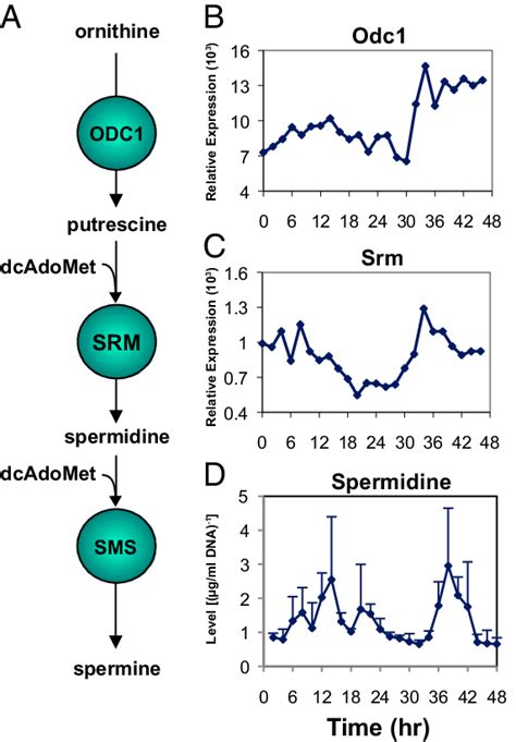 Circadian Rhythms Of Polyamine Synthesis In Both Transcription And