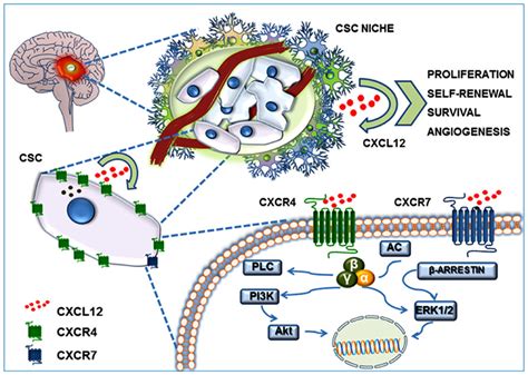 Frontiers Cxcl12 Modulation Of Cxcr4 And Cxcr7 Activity In Human