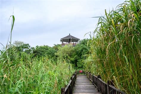 德清下渚湖，一處原生態的天然濕地秘境，被譽為「中國最美濕地」 每日頭條