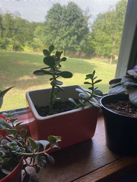 Jade Plant Stretching Rsucculents