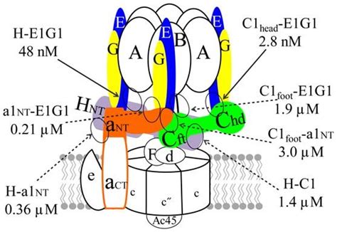 Structural Model Of Human V Atpase Showing K D Values For Affinities Of