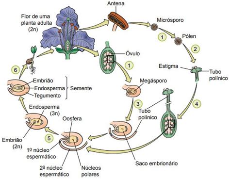 Almanaque Biol Gico Angiospermas