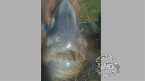 Esta sí es una palometa gigante