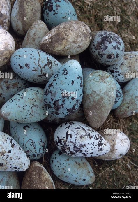 Guillemot Eggs, Iceland Stock Photo - Alamy