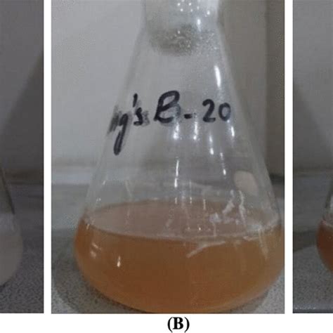 Growth Of Isolated Pseudomonas Aeruginosa Strain In Kings B Broth Download Scientific Diagram