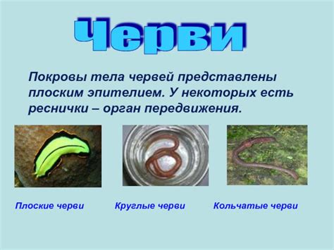 Покровы тела
