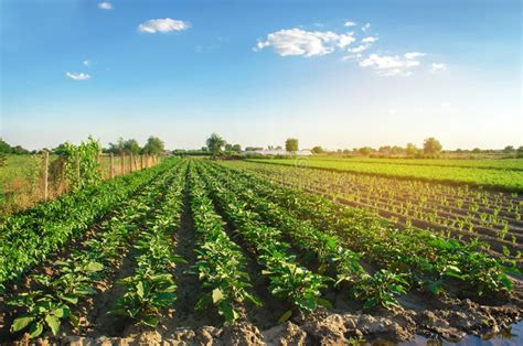 Las Plantaciones De La Berenjena Crecen En El Campo Filas Vegetales