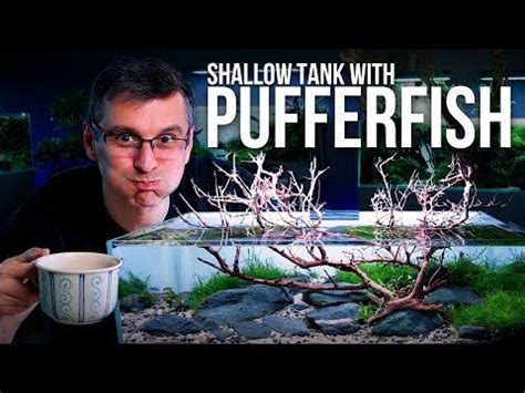 SHALLOW Planted Tank with DWARF PUFFERFISH | 60-F Aquarium Building in ...