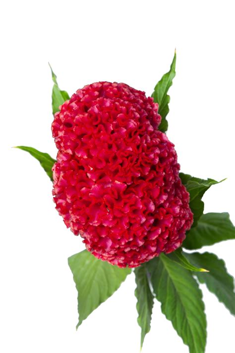 Celosia Argentea Cristata Celosia Argentea Cristata Coral Diamond