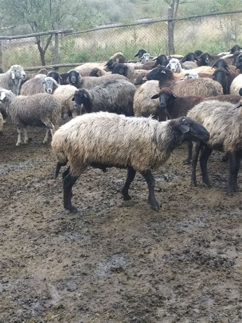 Продам барана