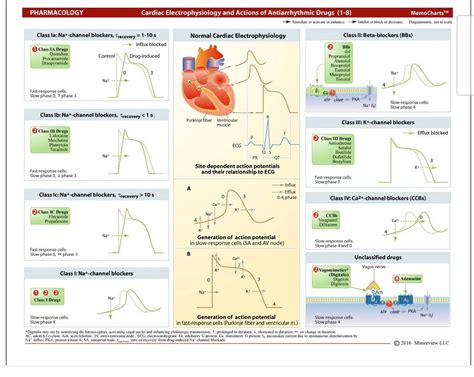 Refractory Periods In Cardiac Cycle Artofit