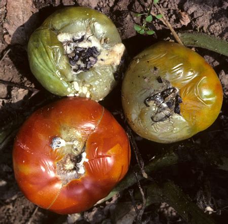 Vegetable White Mold Umass Center For Agriculture Food And The