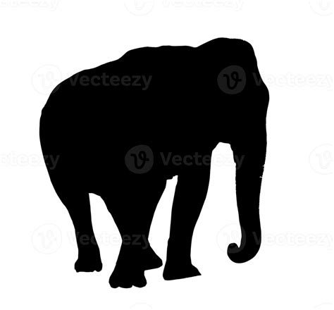 Silhueta Elefante Png Transparente Png