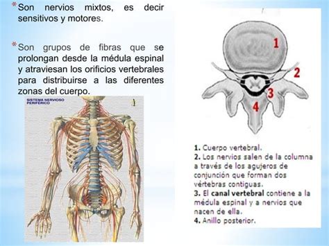 Nervios Raqu Deos O Espinales Por Erika Godoy Ppt