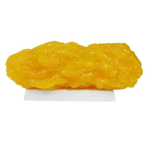 Human Body Fat Replica Unicun