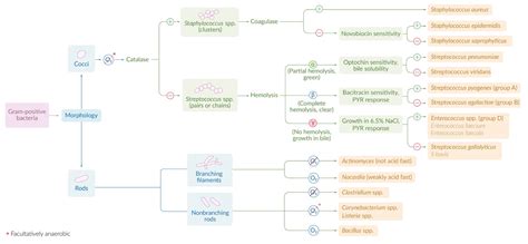 Gram Positive Organisms Chart