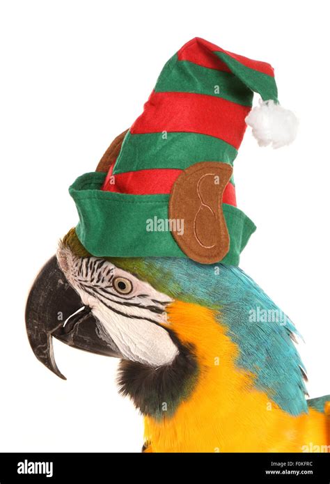 Macaw Parrot Wearing A Christmas Elf Hat Studio Cutout Stock Photo Alamy