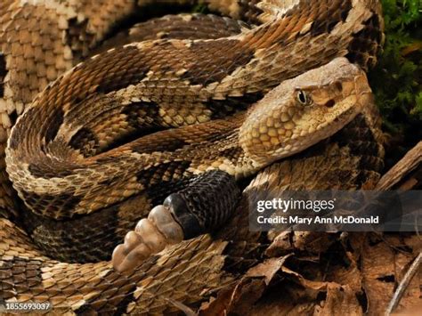 93 Timber Rattler Stock Photos High Res Pictures And Images Getty
