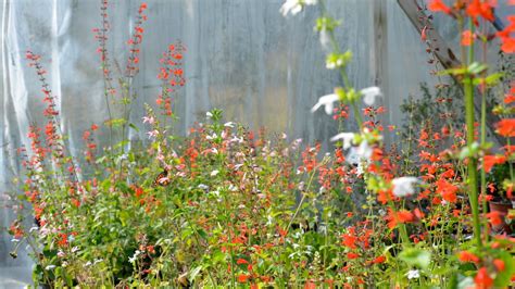 Tropical Sage Salvia Coccinea — Florida Native Plants Nursery