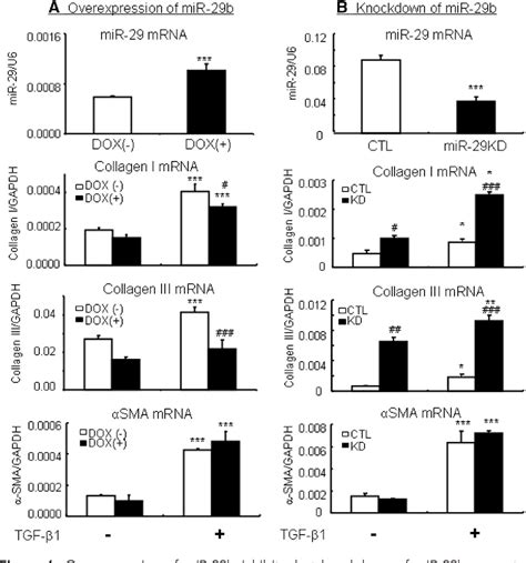 Figure 6 From Tgf βsmad3 Signaling Promotes Renal Fibrosis By Inhibiting Mir 29 Semantic Scholar