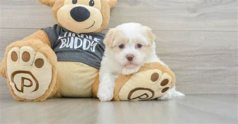 Energetic Havanese Elodie 4lb 8oz Purebred Puppy
