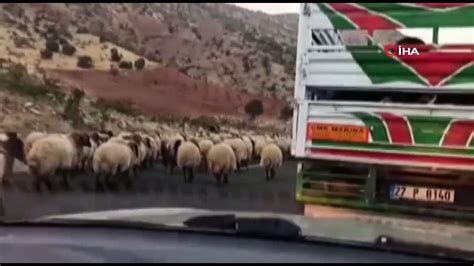 Koyun Sürüsü Karayolunu Trafiğe Kapattı Sürücüler Ne Yapacaklarını