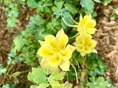 Identify Yellow Perennial Flowers Best Flower Site