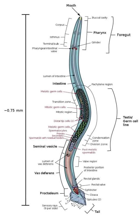 Nematodes Classification Structure And Characteristics Microscope