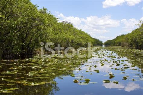 Everglades Swamp In Florida Stock Photo Royalty Free Freeimages